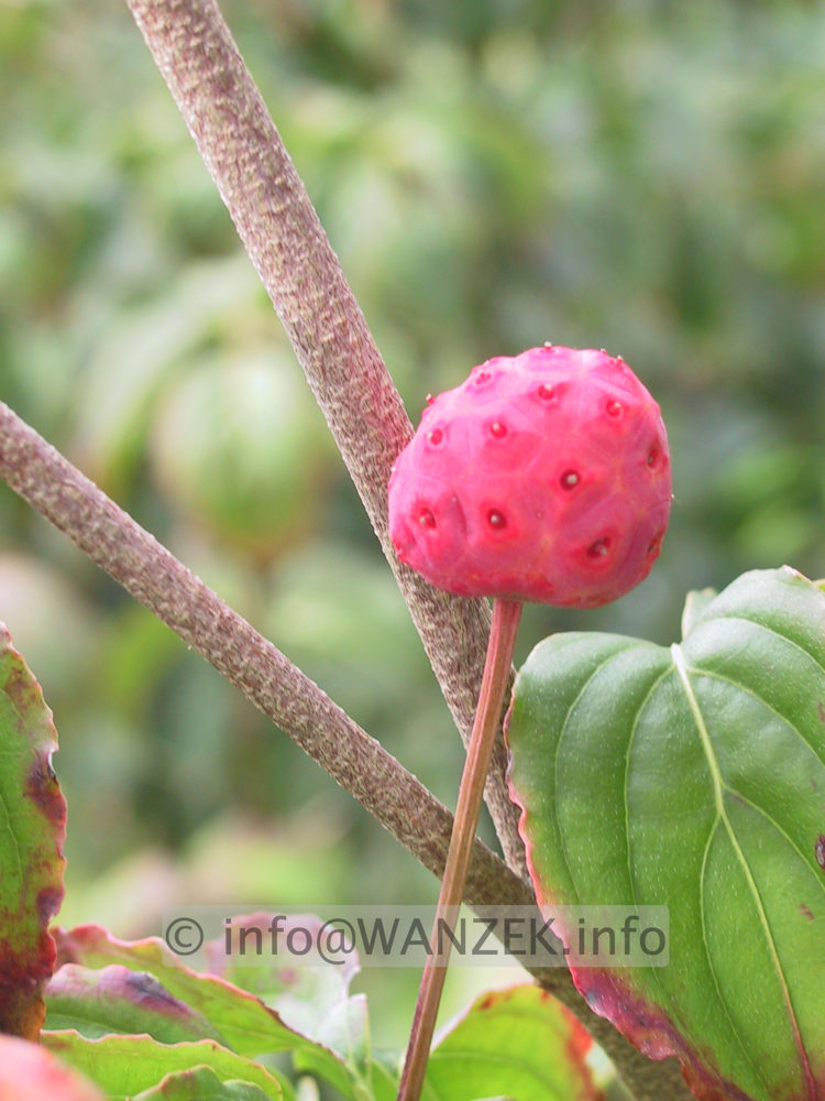 Cornus kousa - Beere Macro.jpg